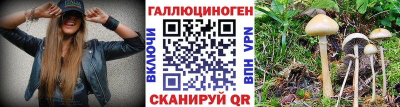Купить  Звенигово  Псилоцибиновые грибы GOLDEN TEACHER 